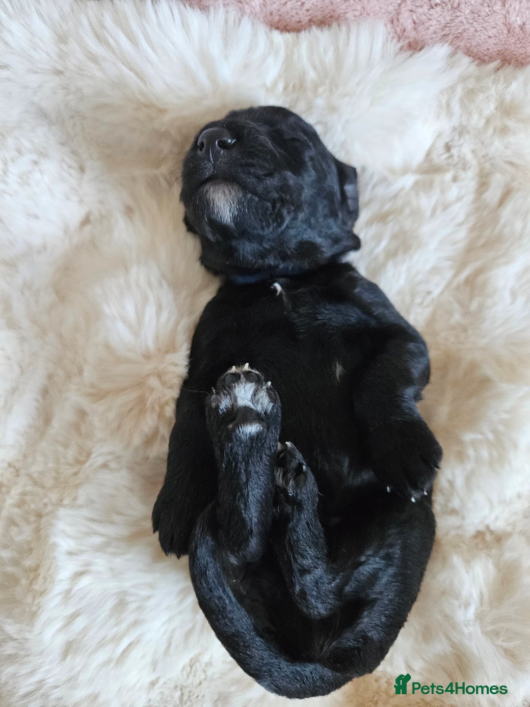 Goldendoodle dogs for sale: Gorgeous Healthy Goldendoodle Puppies - Image 19