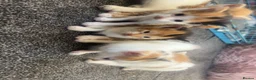Mixed Breed cats for sale: 5 gorgeous kittens for sale  - Advert 8