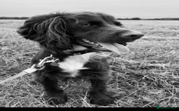 Cocker Spaniel dogs for stud: Cocker Spaniel for stud  in Newbury - Image 3