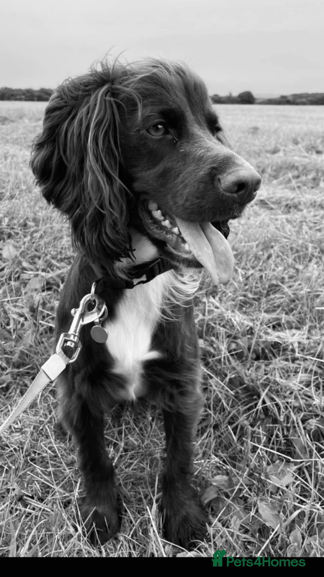 Cocker Spaniel dogs for stud: Cocker Spaniel for stud  in Newbury - Advert 3