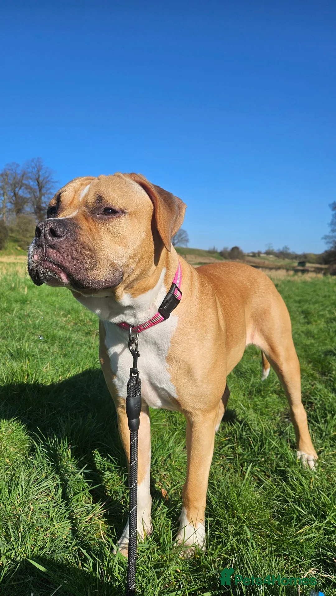 American Bulldog dogs for sale: American Bully in Doncaster - Advert 2