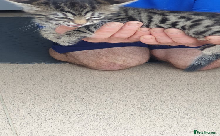 Bengal cats - Advert 2
