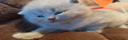British Shorthair cats for sale: British Shorthair Lilac and Cream GCCF registered  - Advert 21