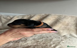 Dachshund dogs for sale: Miniature Dachshunds - Image 12