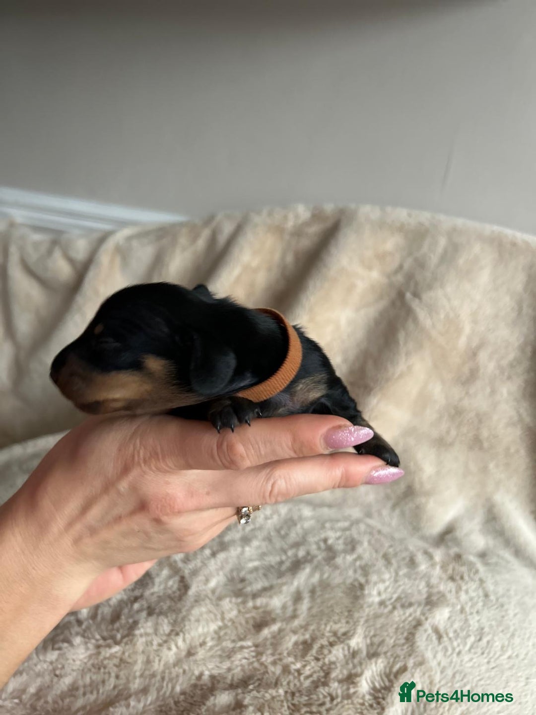 Dachshund dogs for sale: Miniature Dachshunds - Image 12