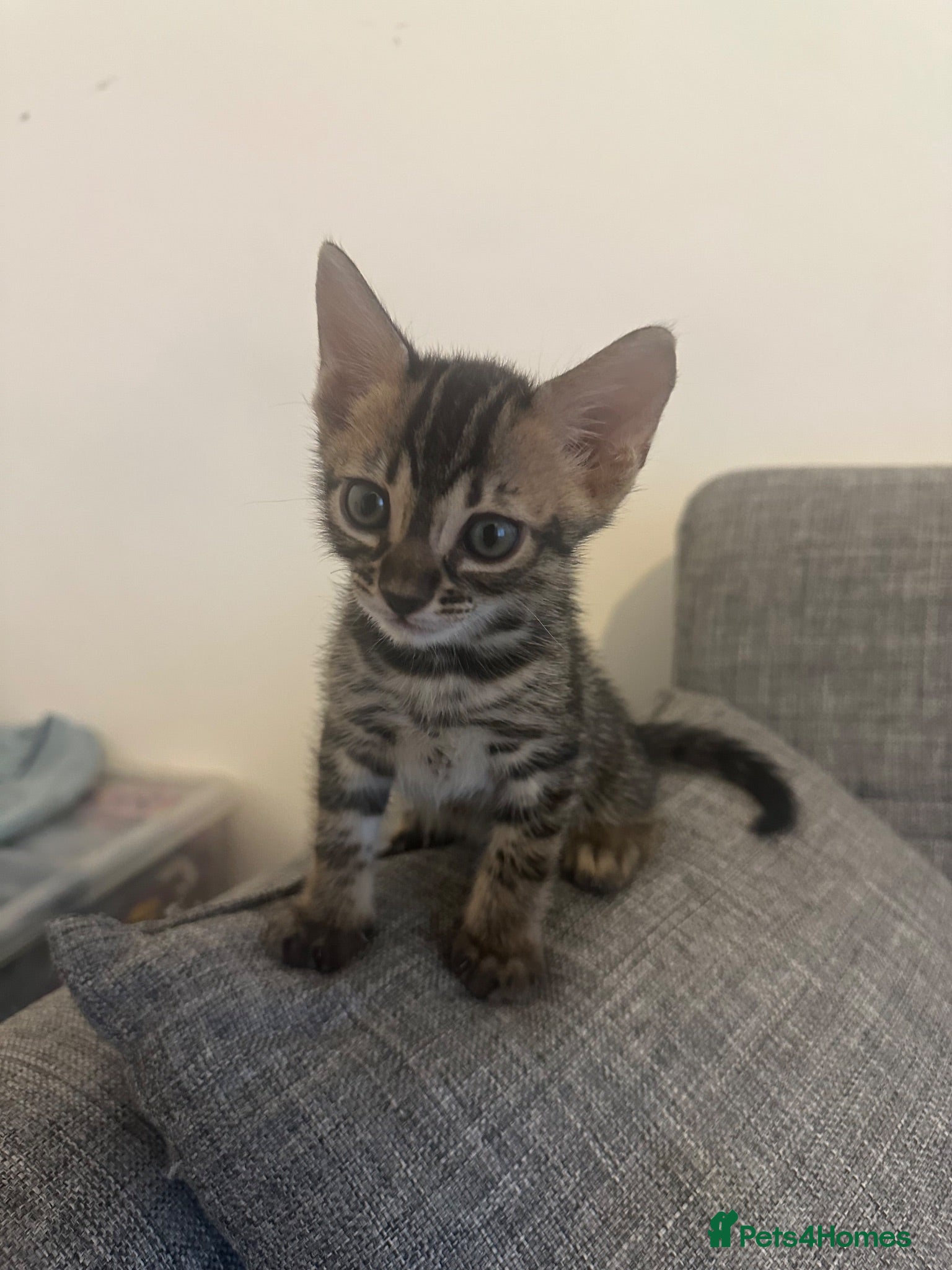 Bengal cats Bengal kittens - Advert 18