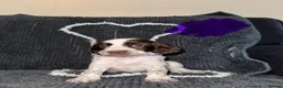 Cocker Spaniel dogs for sale: Cocker spaniel puppies  - Advert 3