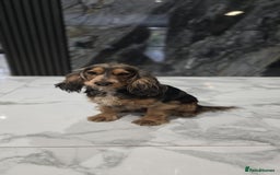Cocker Spaniel dogs for sale: Rehoming our loving show cocker spaniel  - Image 2