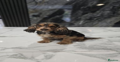 Cocker Spaniel dogs - Advert 7