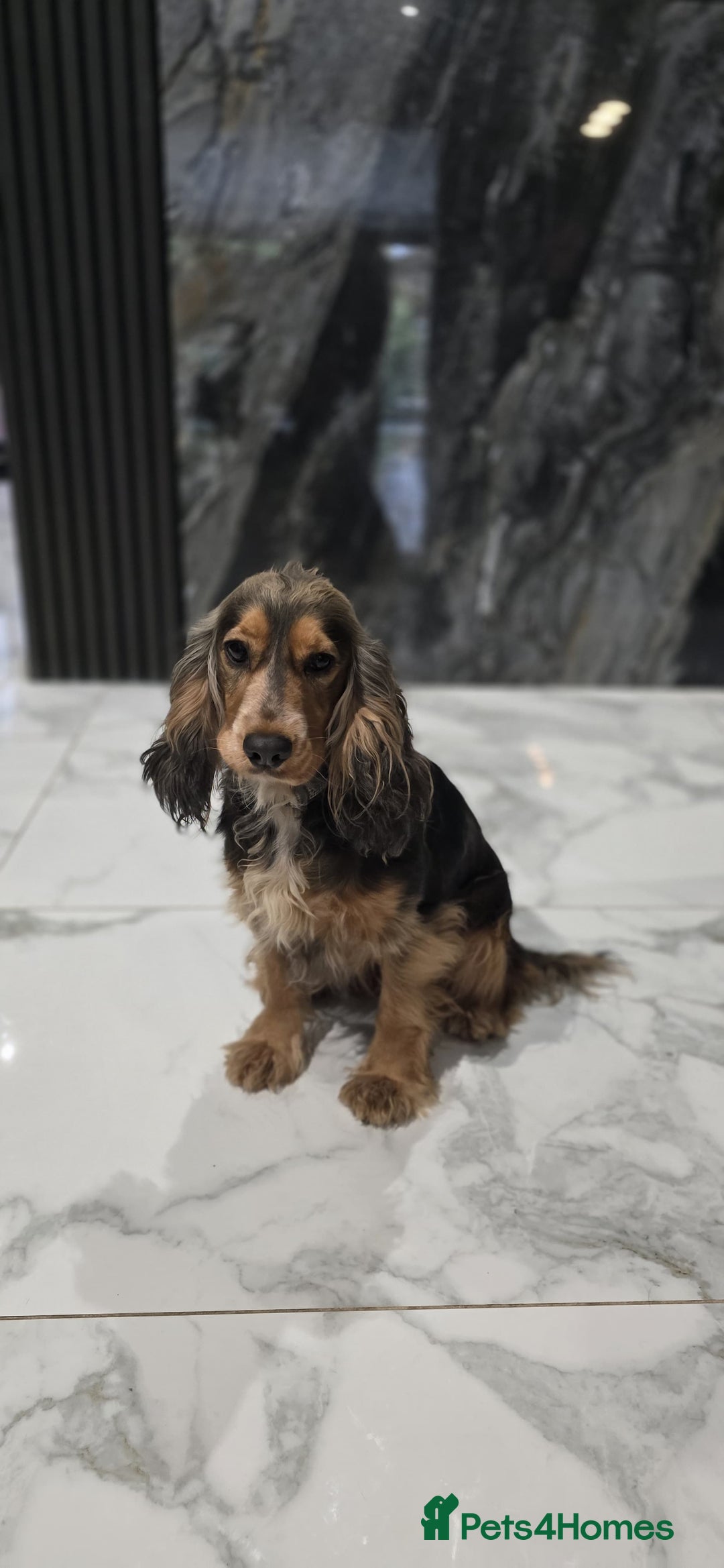 Cocker Spaniel dogs for sale: Rehoming our loving show cocker spaniel  - Image 2