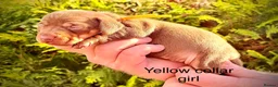 Miniature Dachshund dogs for sale: From DNA and health tested parents mini Daxi pups  in Mountain Ash - Advert 8
