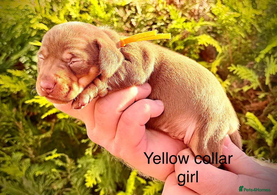 Miniature Dachshund dogs for sale: From DNA and health tested parents mini Daxi pups  in Mountain Ash - Advert 8