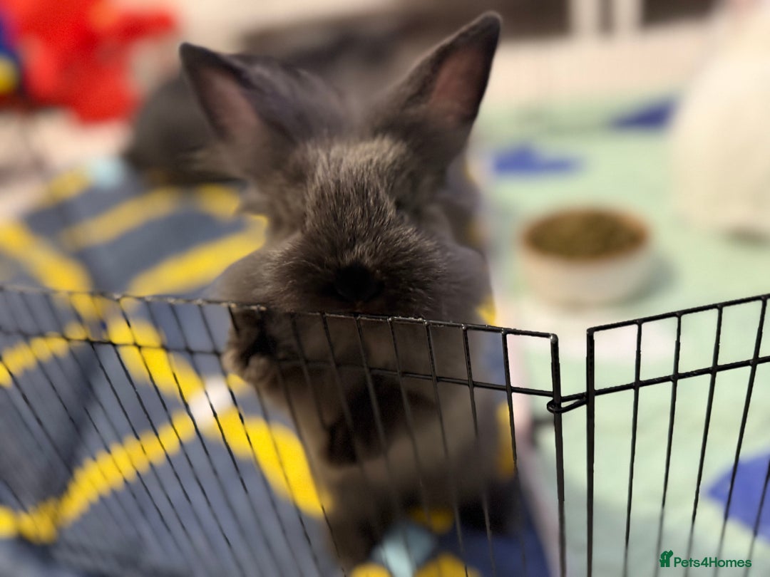 Lionhead rabbits for sale: Lionhead  - Advert 7