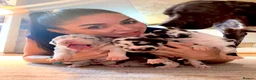 Great Dane dogs for sale: Great Danes puppies  in London - Advert 12