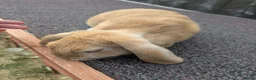 Mini Lop rabbits for sale: Mini lops  - Advert 16