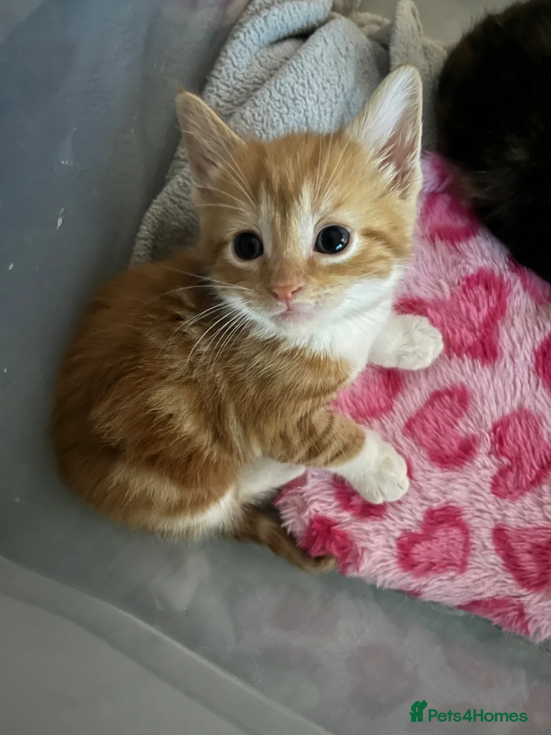 Mixed Breed cats for sale: Mixed breed kittens  in Harlow - Advert 1