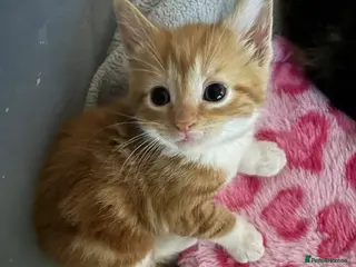 Mixed Breed cats Mixed breed kittens - Advert 8