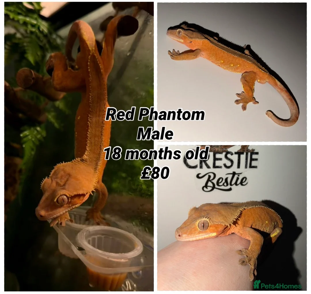 Gecko reptiles for sale: Stunning Crested Geckos - Advert 2
