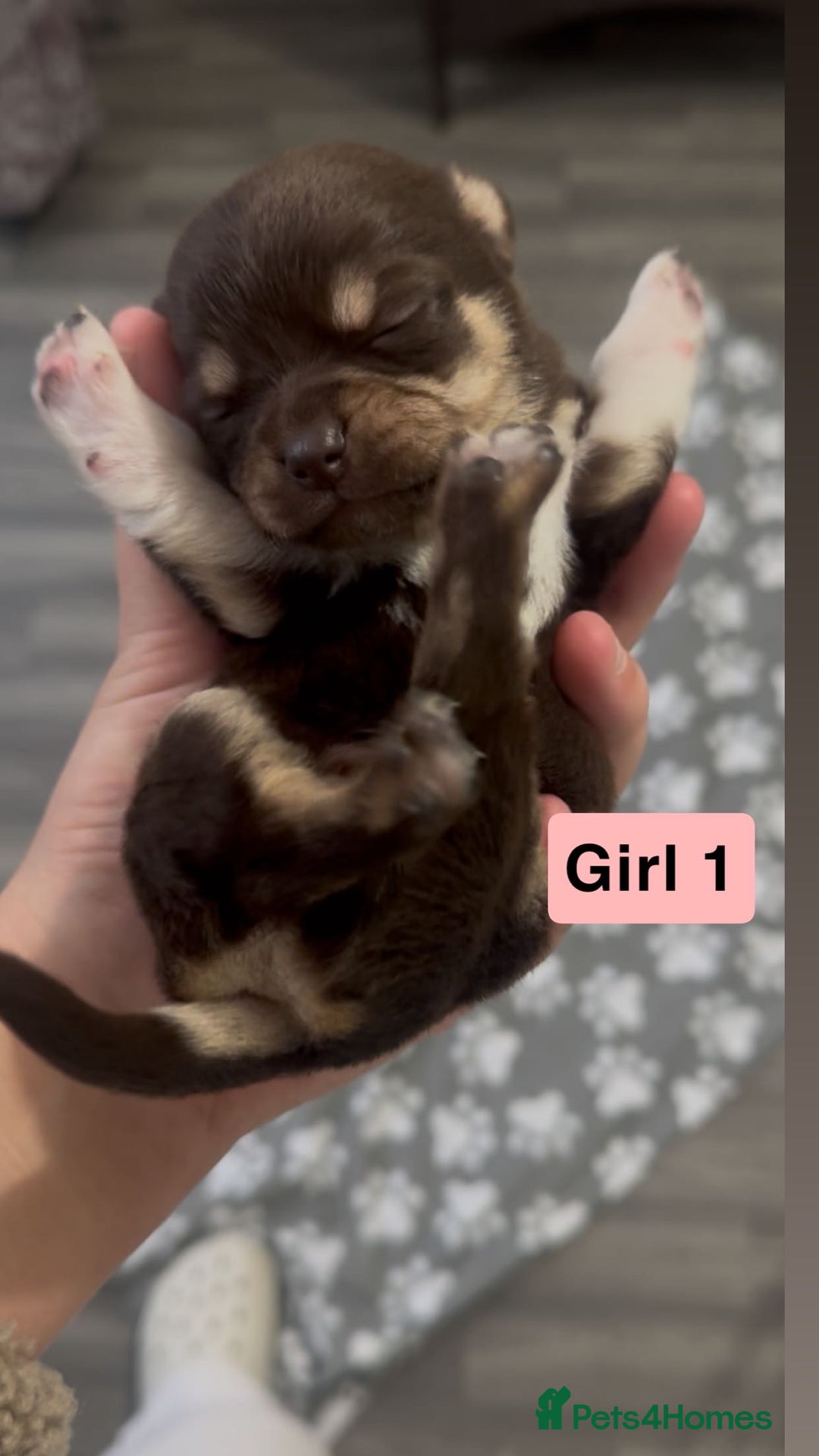 Chihuahua dogs for sale: X7 chihuahua puppies  - Image 3