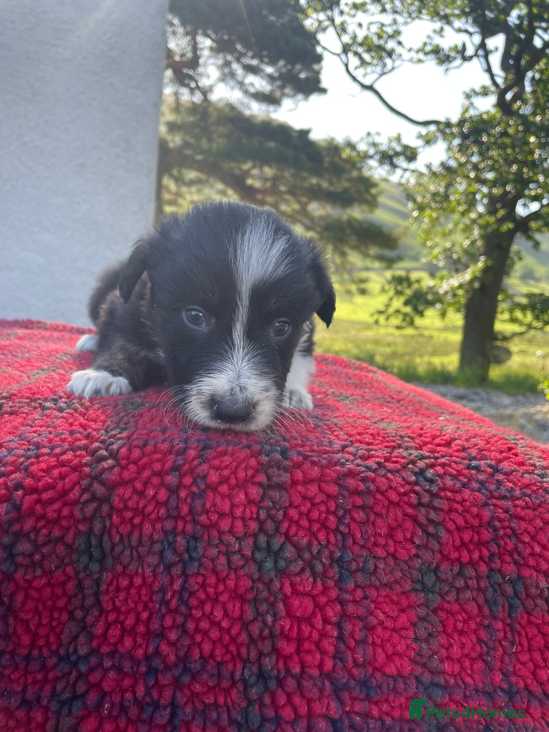 Border Collie dogs for sale: ISDS Registered Male puppies  - Image 5