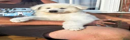 White Swiss Shepherd dogs for sale: Absolutely gorgeous  - Advert 2