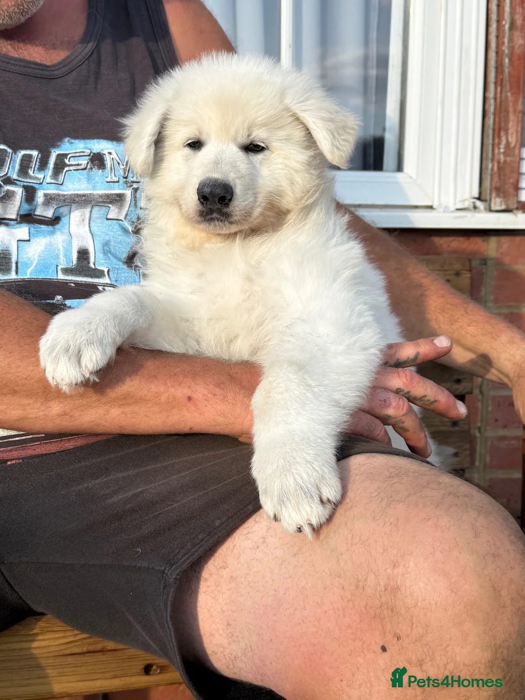 White Swiss Shepherd dogs for sale: Absolutely gorgeous  - Advert 2