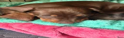 Dachshund dogs for sale: Beautiful dachshund pups - Advert 31