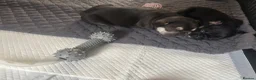 French Bulldog dogs for sale: Beautiful French bulldog puppies  in Stanford-le-Hope - Advert 3