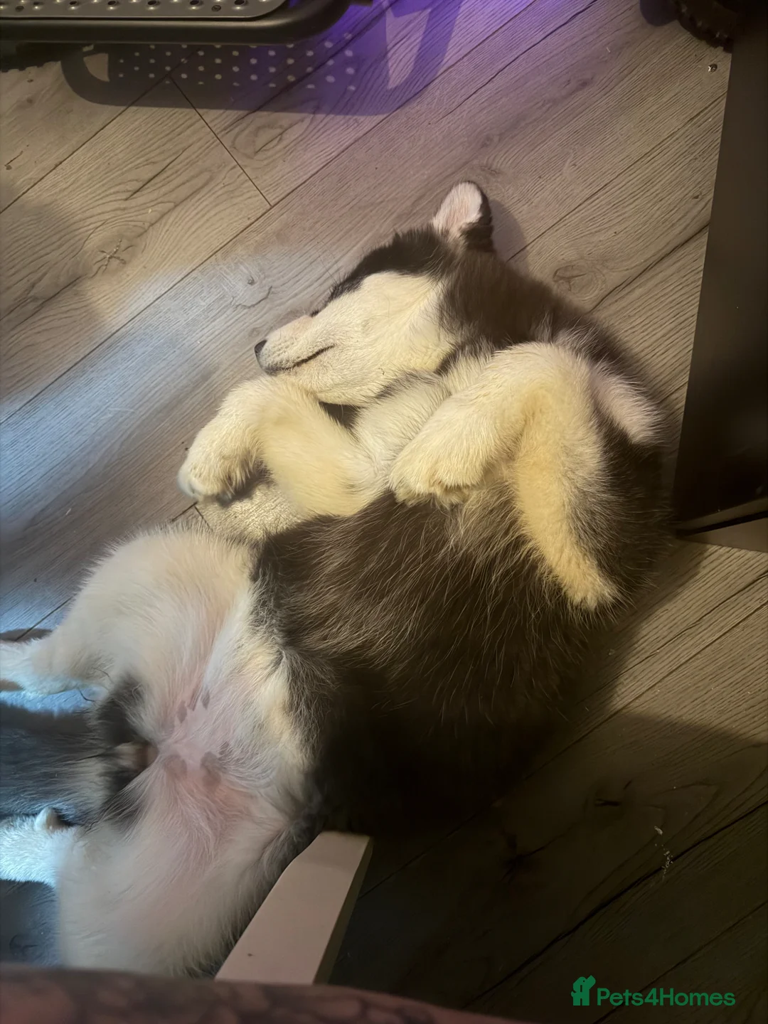 Alaskan Malamute dogs for sale: Female Alaskan malamute  - Advert 2