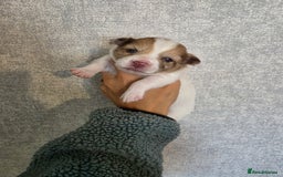 Pomchi dogs for sale: Last remaining Pomchi boy. - Advert 7