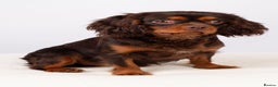 Cavalier King Charles Spaniel dogs for stud: KC REG  HEALTH TESTED CHOC & TAN CAV STUD  - Advert 9