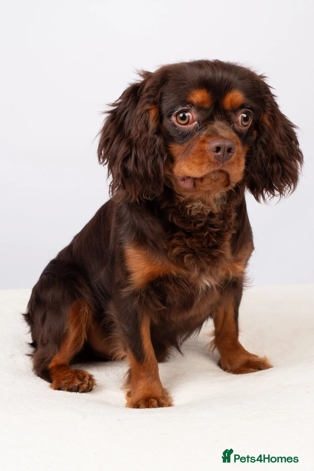 Cavalier King Charles Spaniel dogs for stud: KC REG  HEALTH TESTED CHOC & TAN CAV STUD  - Advert 12