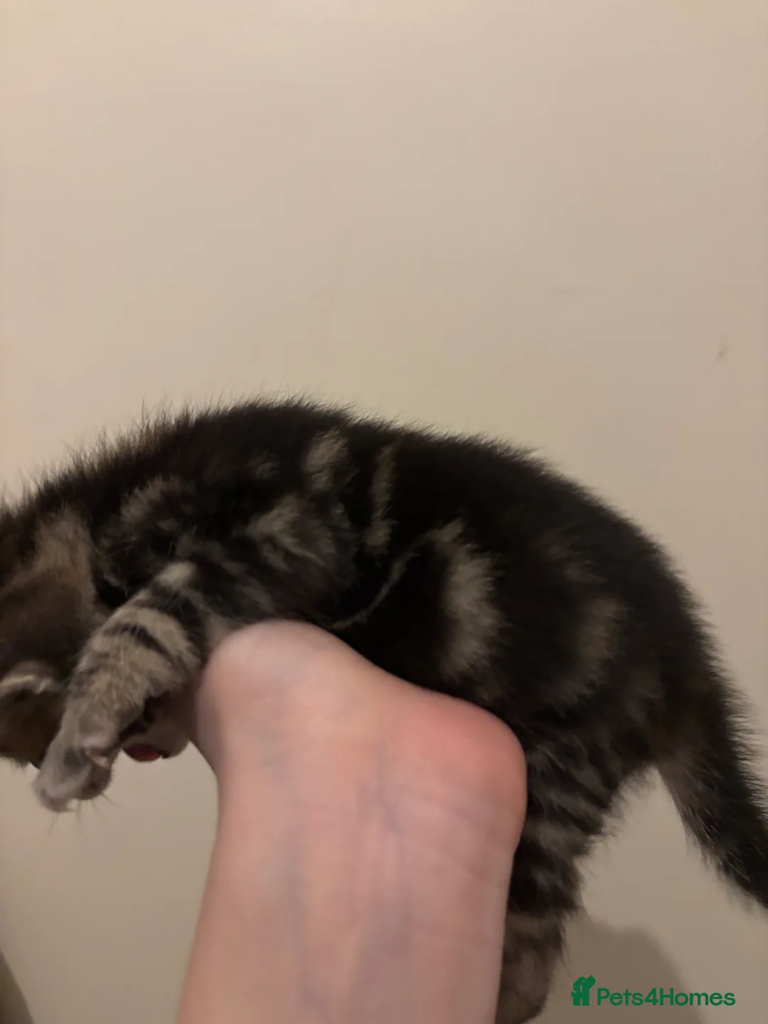 Mixed Breed cats for sale: Tabby kittens for sale!! - Advert 12