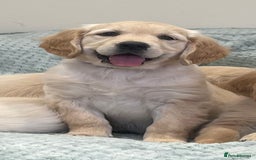 Golden Retriever dogs for sale: Quality Litter Of KC Reg Golden Retriever Puppies  - Image 14