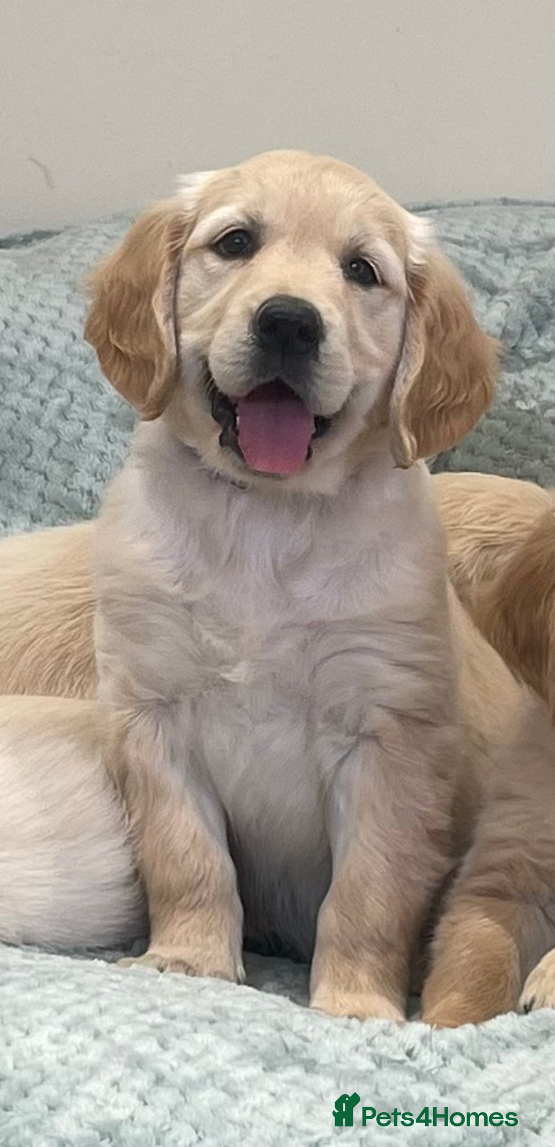 Golden Retriever dogs for sale: Quality Litter Of KC Reg Golden Retriever Puppies  - Image 14