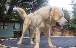 Central Asian Shepherd dogs for sale: Beautiful Alabai Mastiff puppies  in Pulborough - Image 22