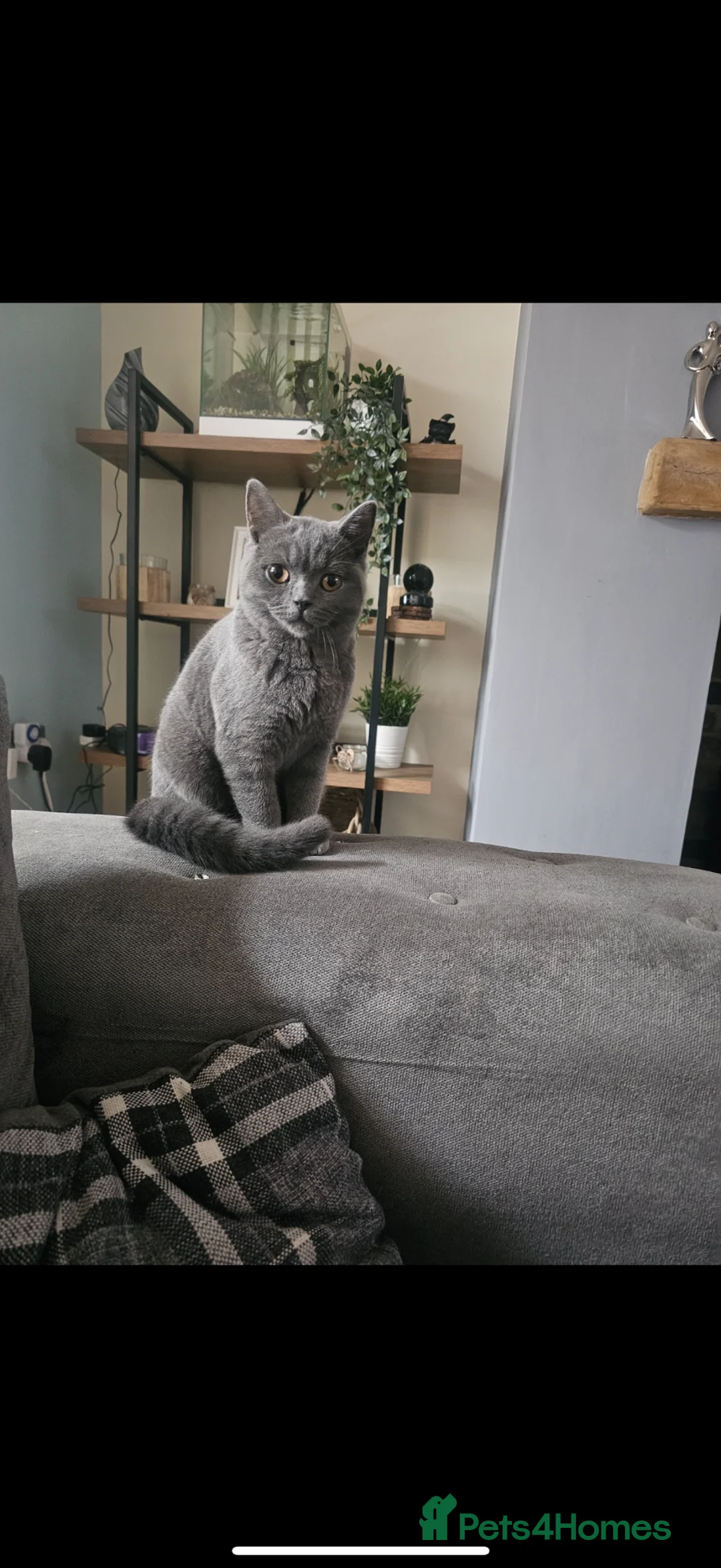British Shorthair cats for sale: Stunning Queen  - Advert 4