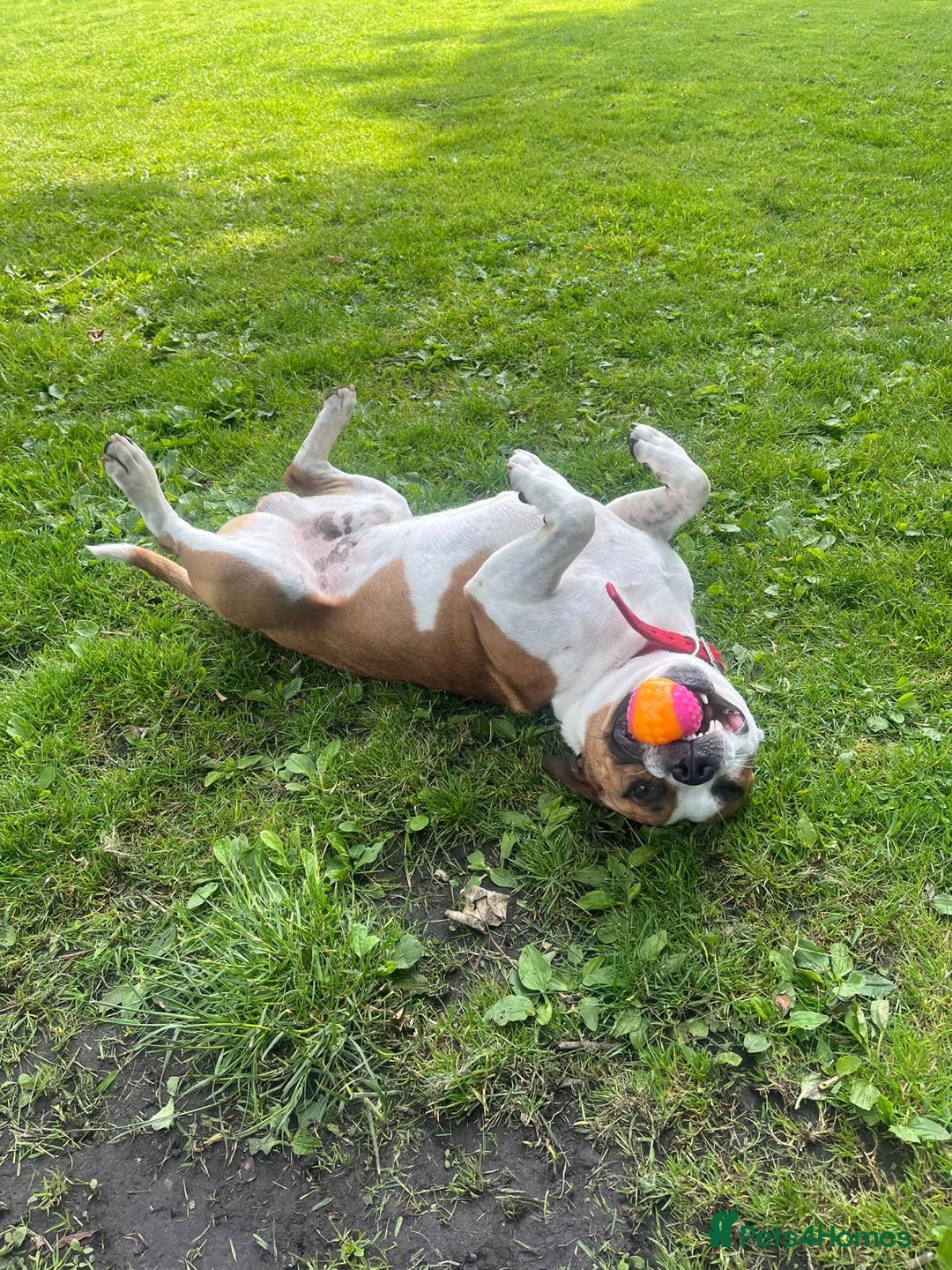 Staffordshire Bull Terrier dogs for stud: For stud FREE - Image 8