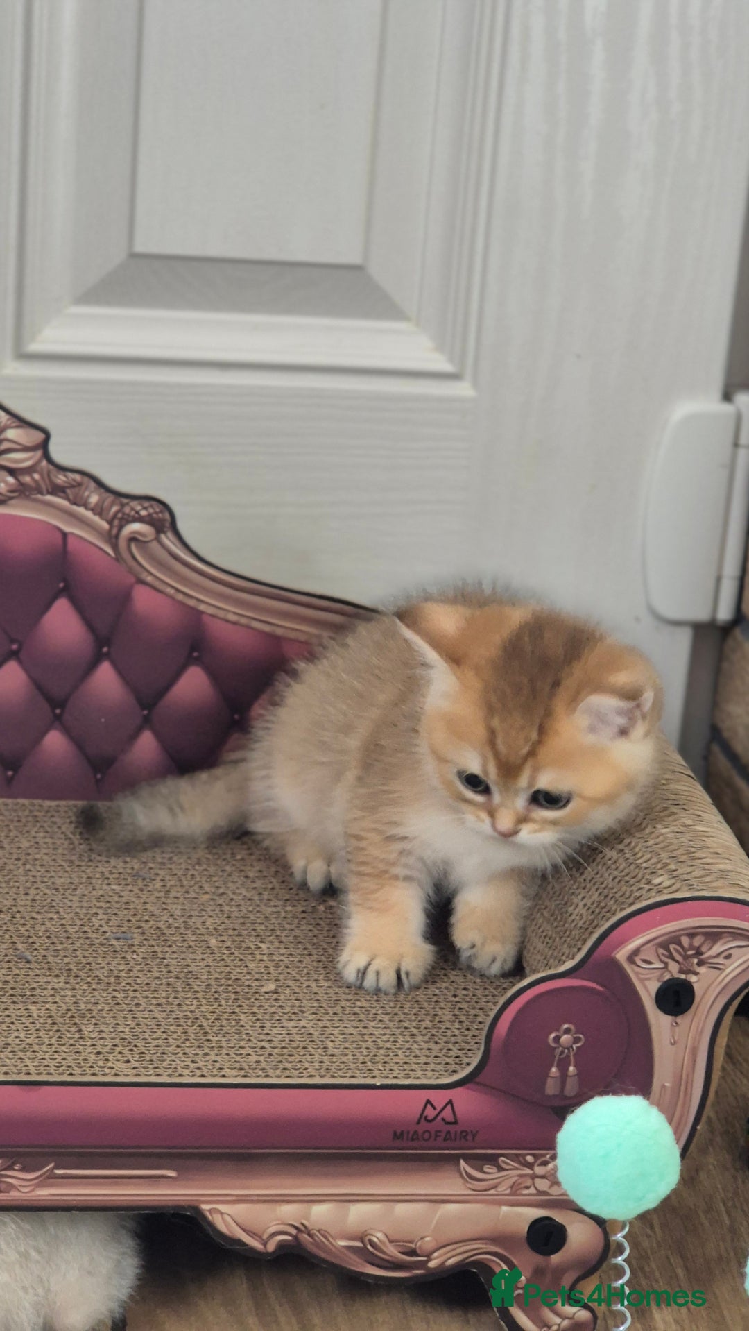 British Shorthair cats for sale: British shorthair  - Image 17