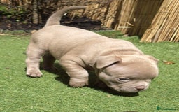 American Bully dogs for sale: Champagne, Chocolate, Merle Micro Pocket Bullys  in Wilmslow - Image 29