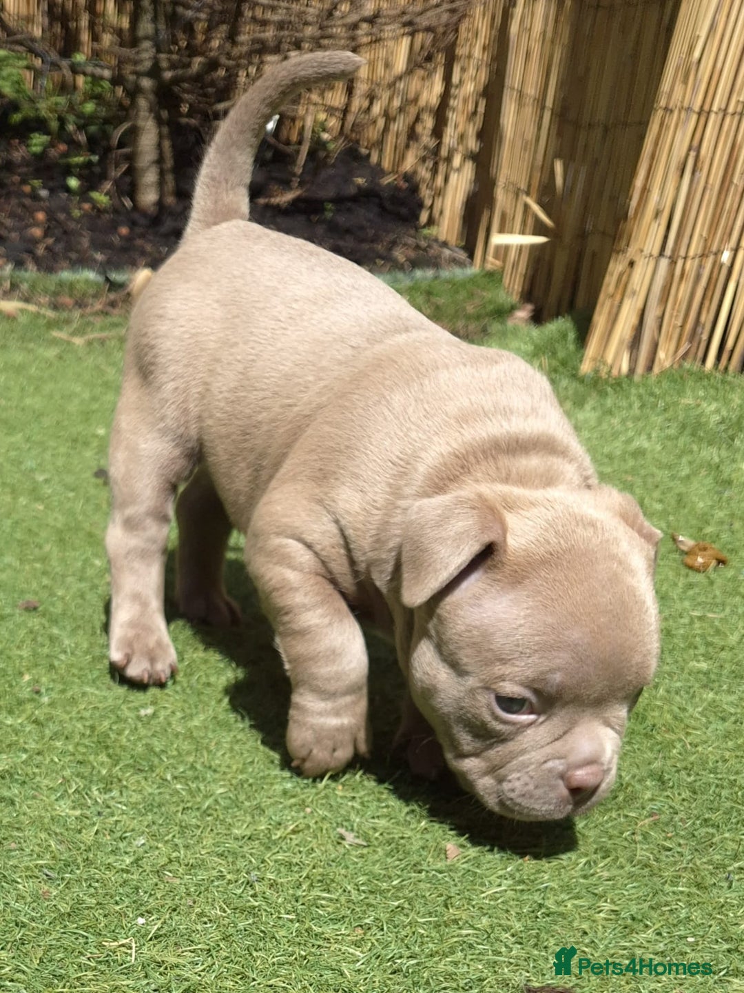 American Bully dogs for sale: Champagne, Chocolate, Merle Micro Pocket Bullys  in Wilmslow - Image 29