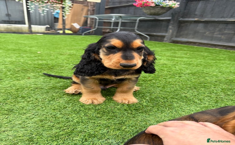 Cocker Spaniel dogs - Advert 2