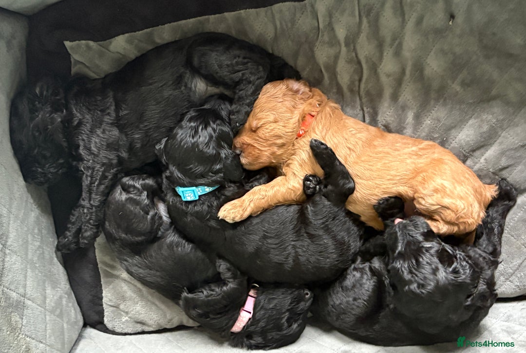 Australian Labradoodle dogs for sale: Reduced-Multigen Aussie Labradoodles curly/nonshed - Image 3