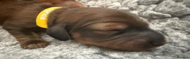 Miniature Dachshund Yellow collar 