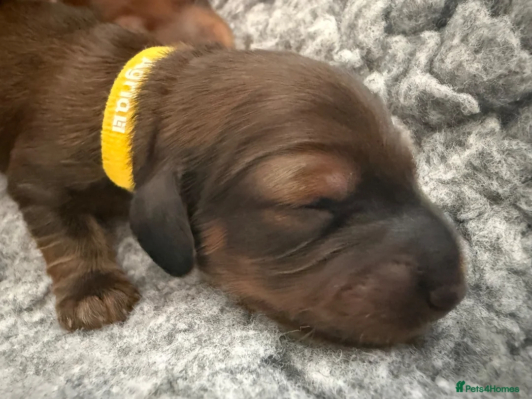 Miniature Dachshund dogs for sale: Show class mini longhair pups from Crufts winner  - Advert 29