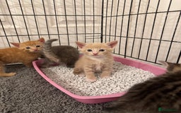 American Shorthair cats for sale: 4 stunning bsh x American short kittens avail - Image 27
