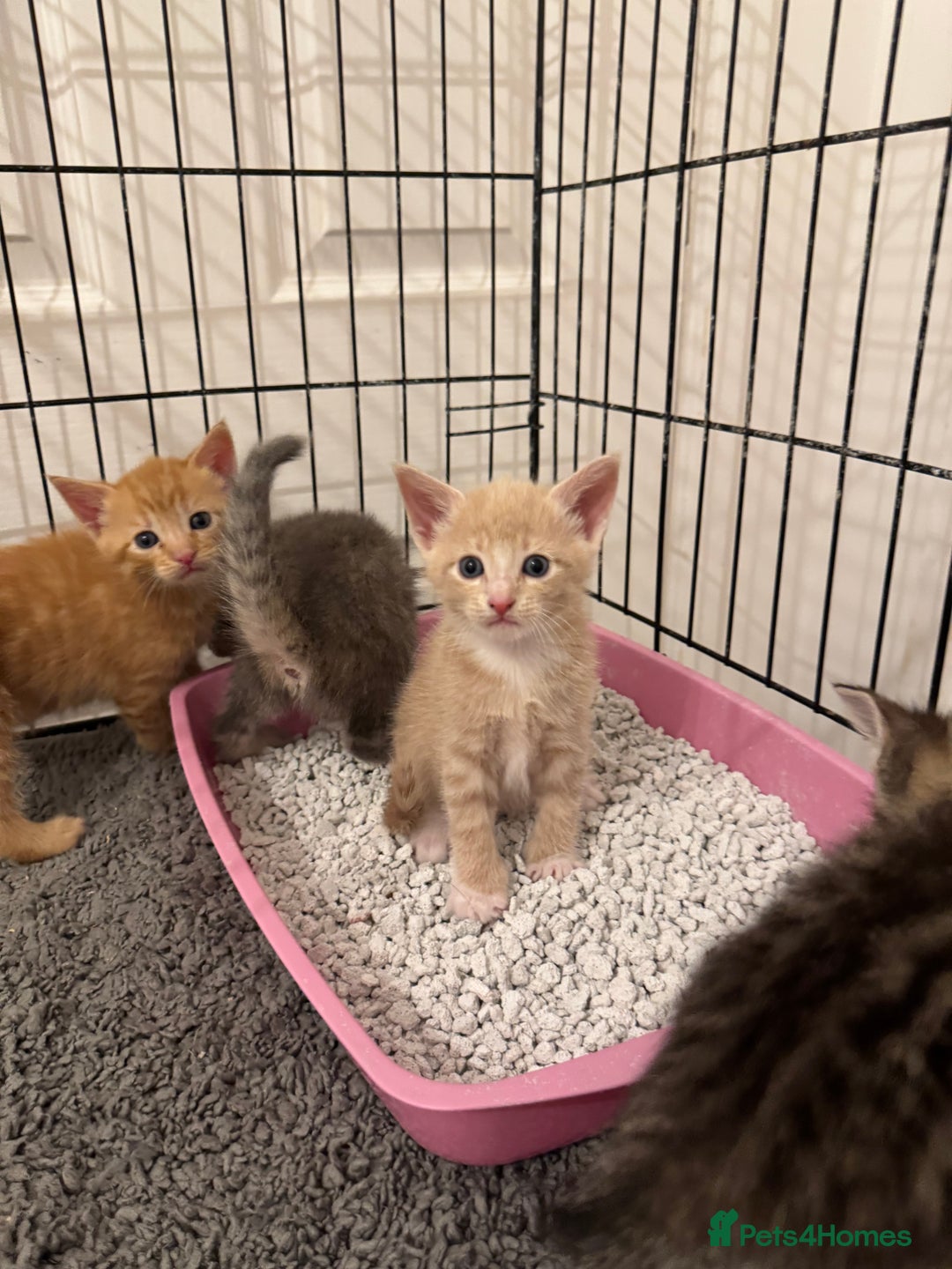 American Shorthair cats for sale: 4 stunning bsh x American short kittens avail - Image 27