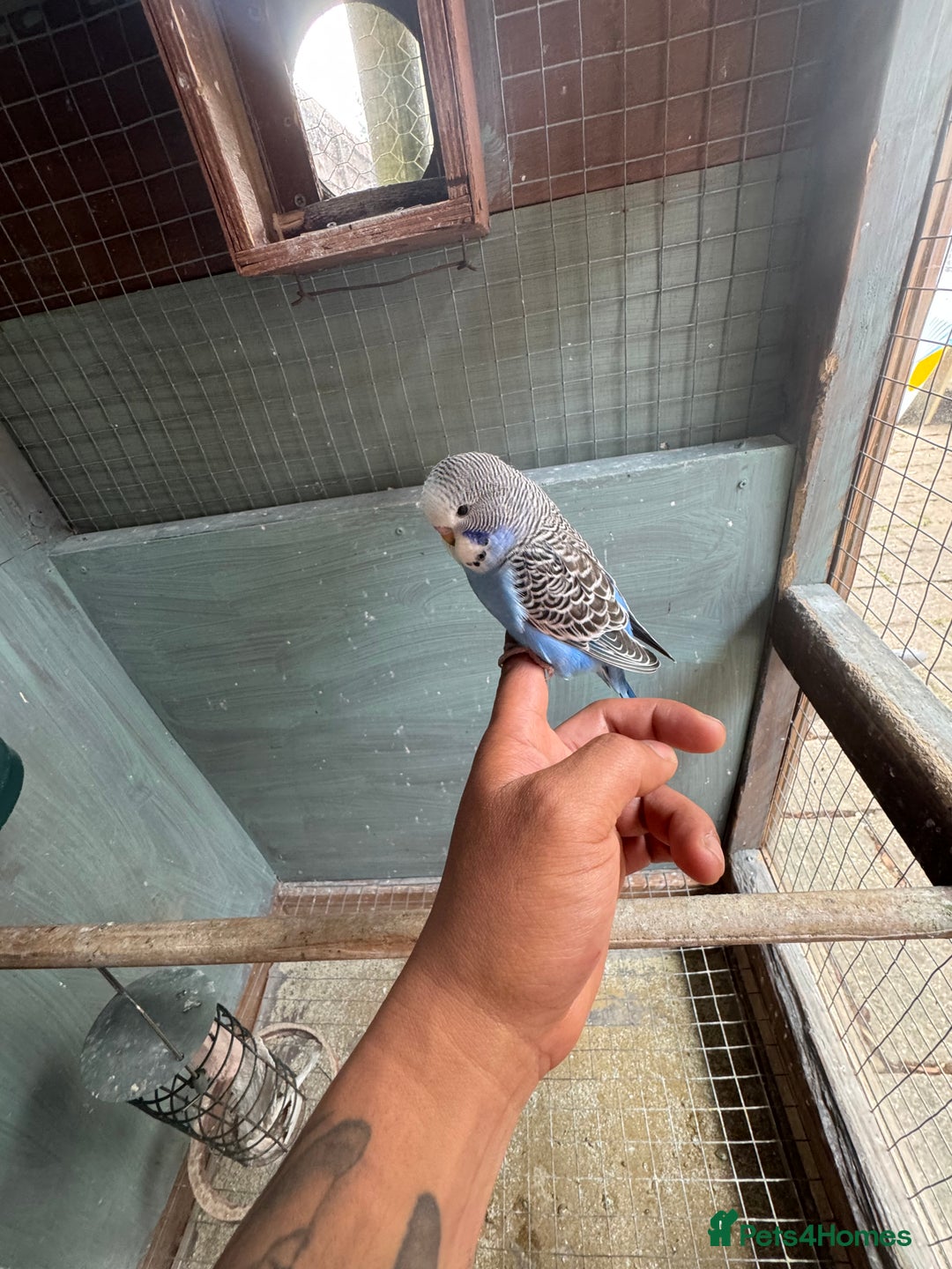 Budgerigars birds for sale: 6 to 8 weeks baby budgies and some adults males. - Image 3