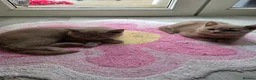 British Shorthair cats for sale: British shorthair kittens active - Advert 3
