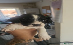 English Springer Spaniel dogs for sale: Springer spaniel puppy's  - Image 7